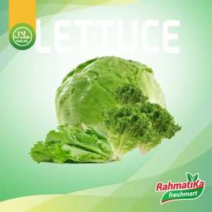 Letus Segar / Lettuce Fresh / Letuce 500 gram (Sayur Segar)