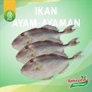 Ikan Ayam-Ayaman Segar 1 Kg