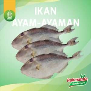 Ikan Ayam-Ayaman Segar 1 Kg