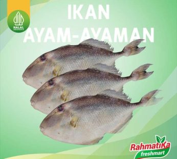 Ikan Ayam-Ayaman Segar 1 Kg