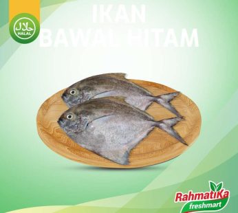 Ikan Bawal Hitam Segar / Ikan Bawal Hitam Fresh 500 gr