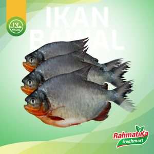 Ikan Bawal Merah Segar / Ikan Bawal Merah Fresh 500 gr