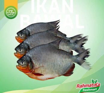 Ikan Bawal Merah Segar / Ikan Bawal Merah Fresh 500 gr