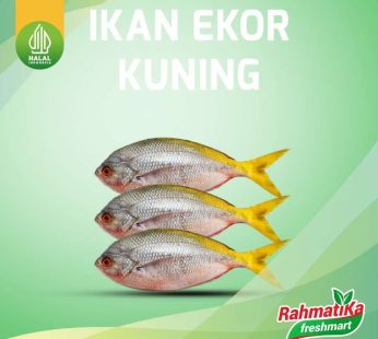 Ikan Ekor Kuning 500 gr