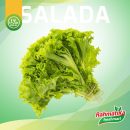 Selada Segar / Daun Selada Fresh / Sayur Selada 1 Kg (Sayur Segar)