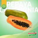 Pepaya California Segar / Pepaya California Fresh 1 pcs (Buah Segar)