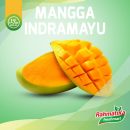 Mangga Indramayu Fresh 1 Kg